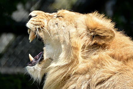 lion, animal, mammal, predator, feline, power, roar