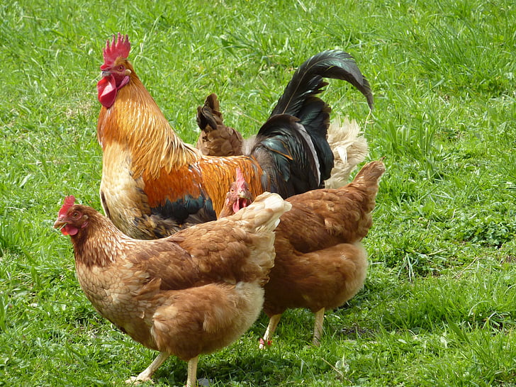 Hahn, polli, Gockel, azienda agricola, pollo domestico, agricoltura, Chicken - uccelli