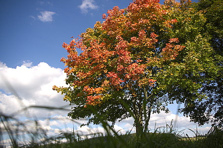 mùa thu, sự khởi đầu của mùa thu, mùa thu bắt đầu, cây, bầu trời, HDR, đám mây