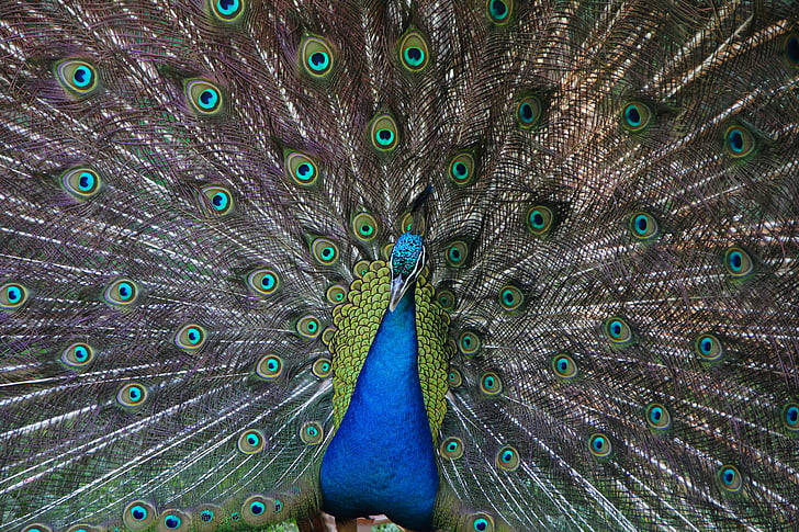 Peacock, dierentuin, vogel, dier, dieren in het wild, elegantie, elegante