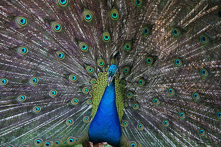 Peacock, sở thú, con chim, động vật, động vật hoang dã, sang trọng, thanh lịch