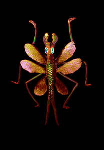hmyzu, krídlo, nohy, makro, čierne pozadie, javor krídla, farebné