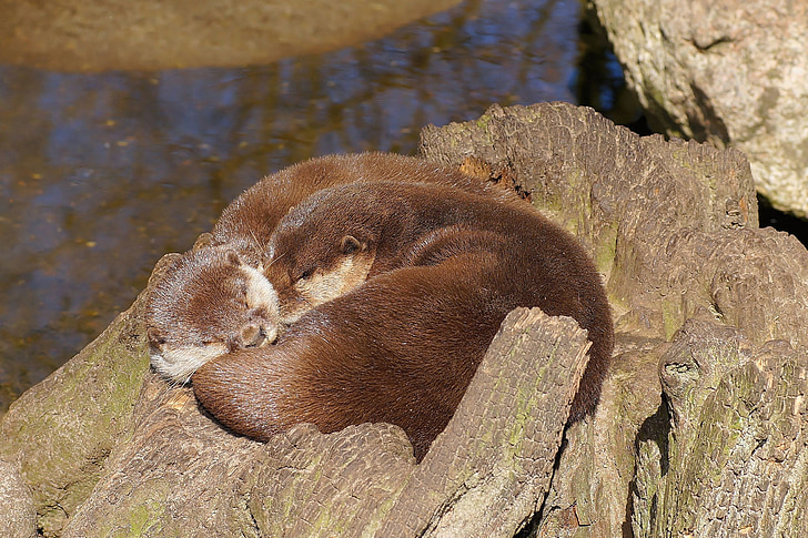 otter, swimmer, water, fur, land predator, marten, rest