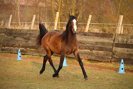 hest, Thoroughbred arabiske, Trav, brun skimmel, græs