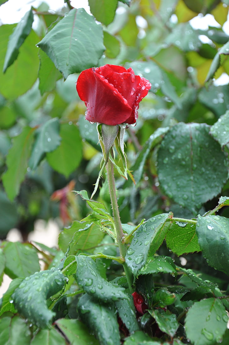 červená ruža, kvet, dážď, kvapky, mokré, Príroda, zelené listy