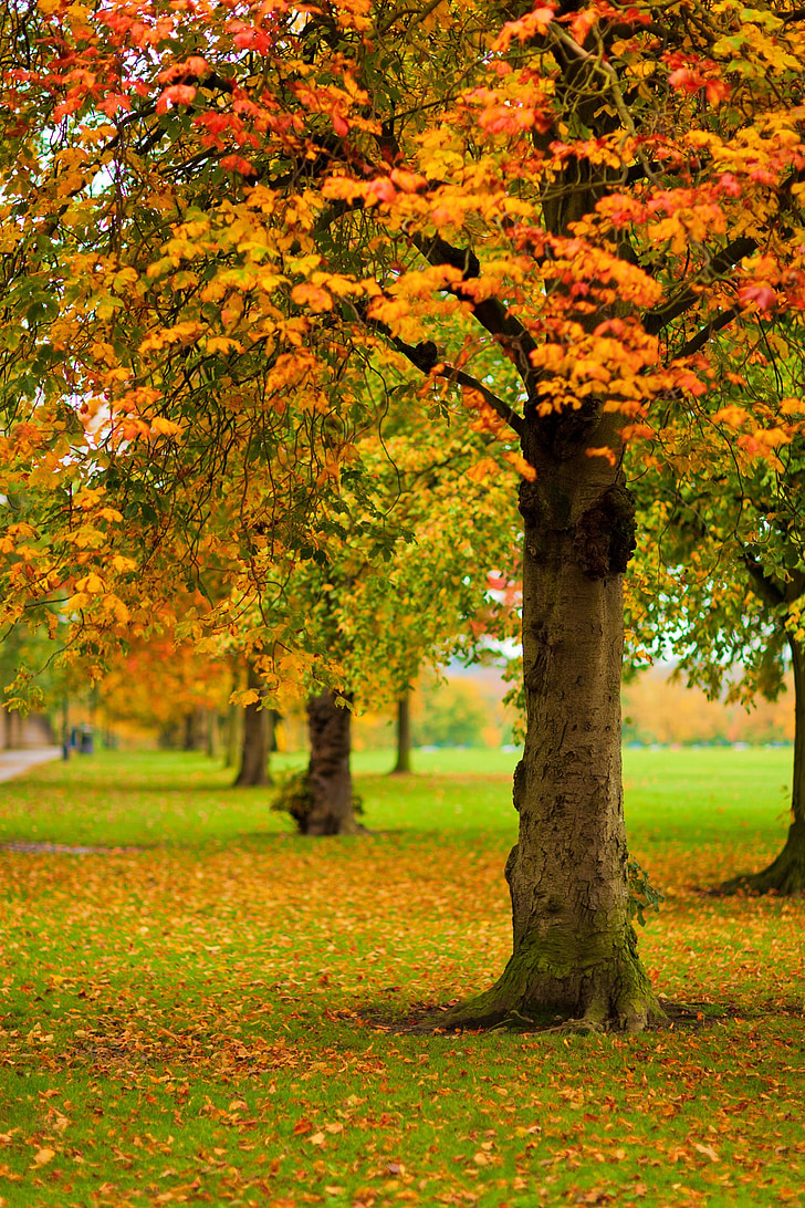 jesen, jesen, lišće, šarene, list, lišće, priroda