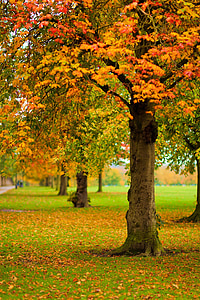 Herbst, fallen, Laub, bunte, Blatt, Blätter, Natur