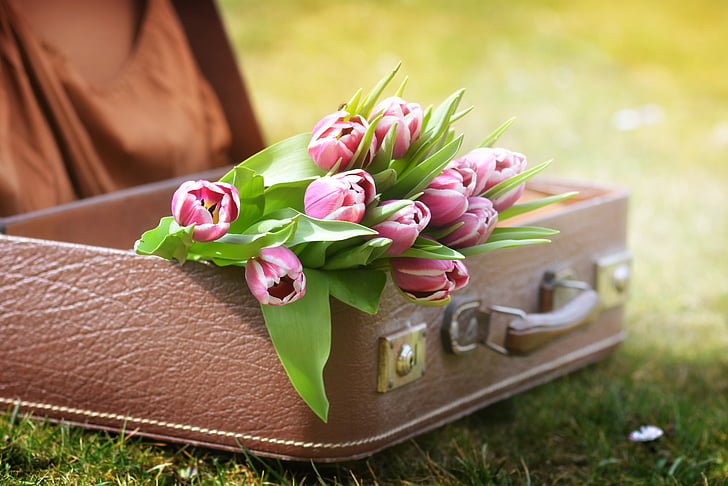 luggage, tulips, spring, flowers, spring flower, nature, pink