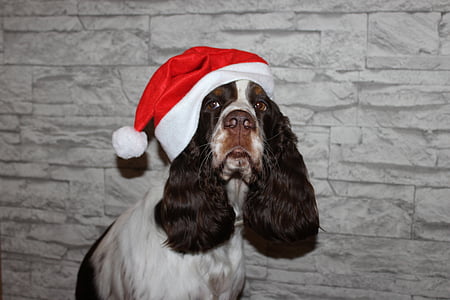 Spaniel, anjing, Natal, Santa claus, topi