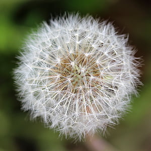 dandelion, seeds, seed head, weed, plant, meadow, outdoors