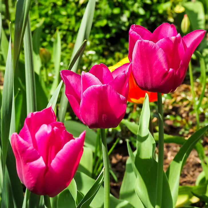 tulipaner, blomst, natur, våren, blomster, rosa, schnittblume