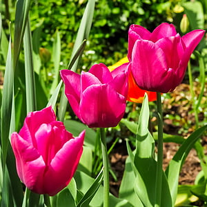tulipán, virág, természet, tavaszi, virágok, rózsaszín, schnittblume