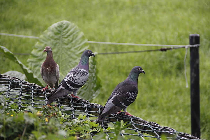 pigeon, bird, zoo, natural, fresh