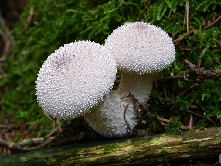 mushroom, bovist, mushroom dust, nature, autumn, fungus, forest