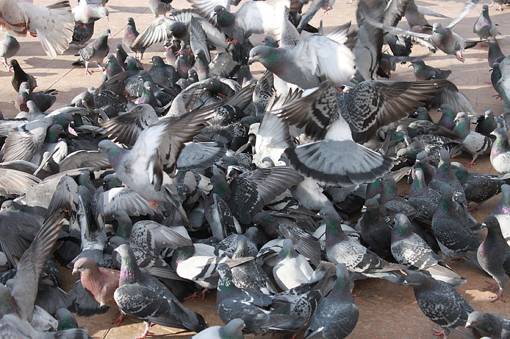 close-up, flock, flying, pigeons, square, town, birds