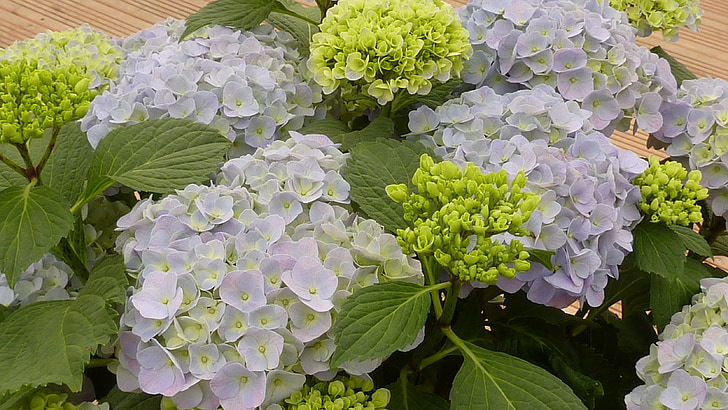 Hortensia 's, bloemen, blauw, sluiten