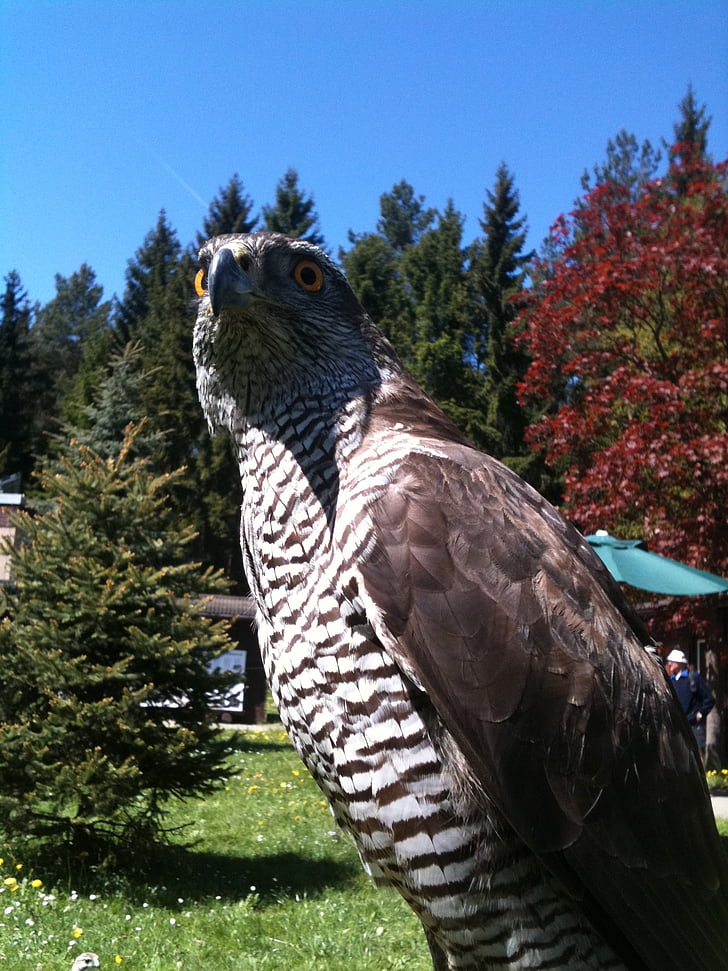 Falcon, uccello della preda, Raptor, Falkner