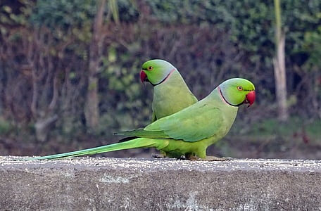lind, papagoi, roheline, Tropical, papagoi, looma, Rose-rõngastatud papagoi