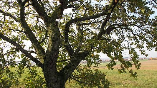 träd, Oak, gren, gammal ek, knotiga, Moss