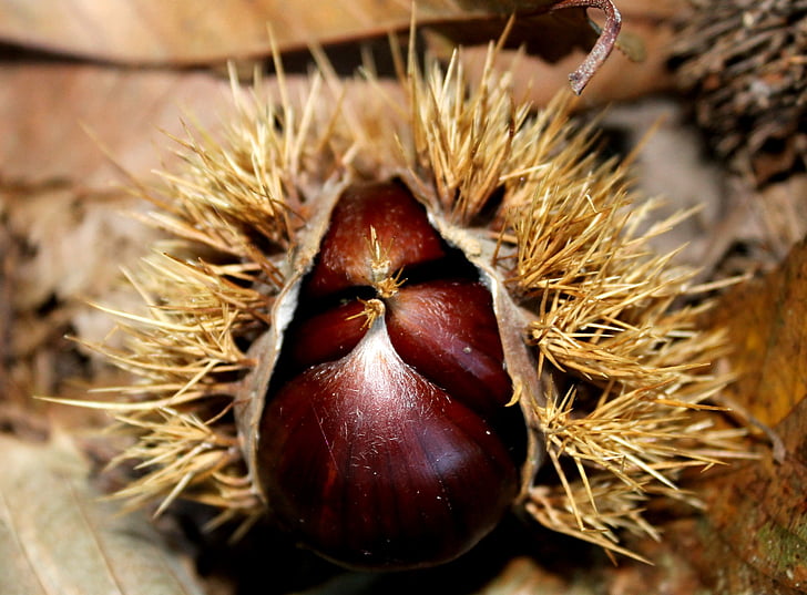 chestnut, musim gugur, berduri, lantai hutan