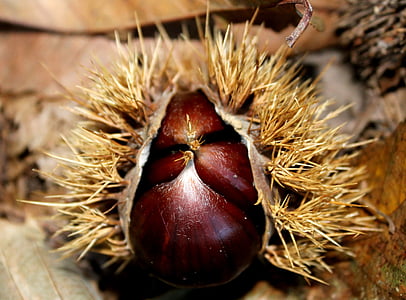 Chestnut, efterår, stikkende, skovbunden