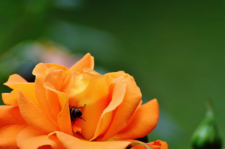 τριαντάφυλλο, μέλισσα, πορτοκαλί, άνθος, άνθιση, λουλούδι, πορτοκαλί τριαντάφυλλα