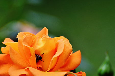 Роза, пчела, Ориндж, Блосъм, Блум, цвете, оранжеви рози