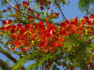 arbre florent, vermell, brillant, natura, fulla, arbre, tardor