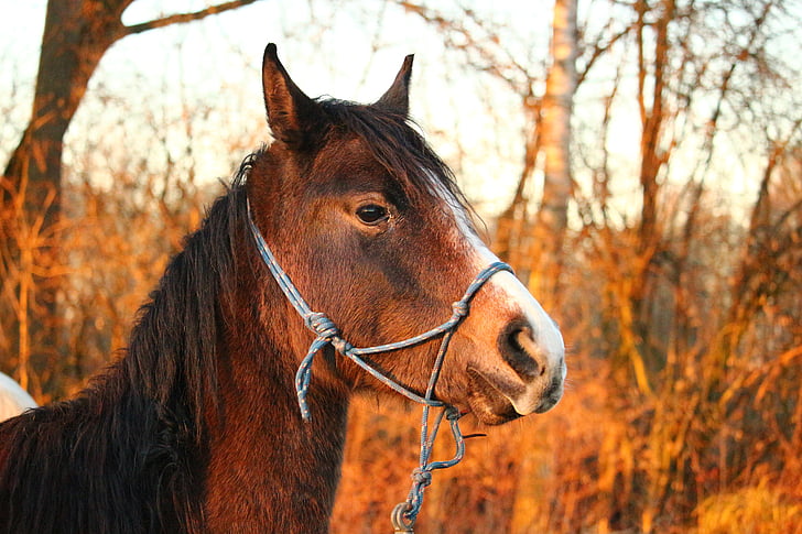 konj, angleški čistokrven konj arabski, rjava plesni, glavo konja, pašniki, jeseni, ena žival
