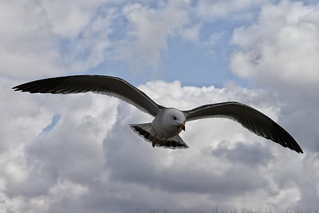 animal, sky, cloud, coast, sea gull, seagull, seabird