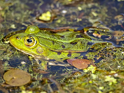 frog, water frog, amphibians, nature, animal, amphibian, wildlife