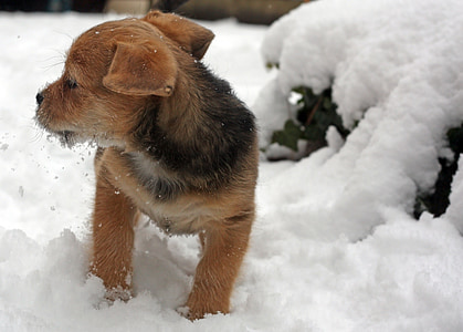 catelus, Terrier, zăpadă, iarna, drăguţ, câine, animal de casă