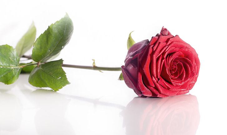 Rosa, flor, vermell, fons blanc, reflexió, Rosa - flor, pètal