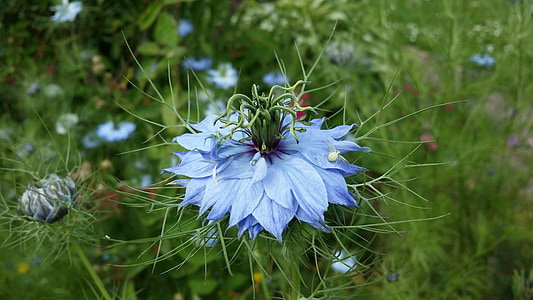 Damašek Černucha, květ, zahrada, zelená, modrá, rostliny, Příroda