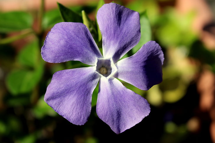 Caragolí flor, pervenche, flor, jardí, pètals blaus, cinc pètals, estrella flor