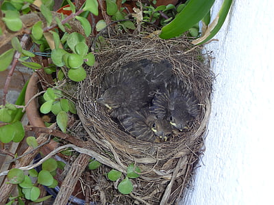 bird's nest, blackbirds, young birds, chicks, bird, black, nest