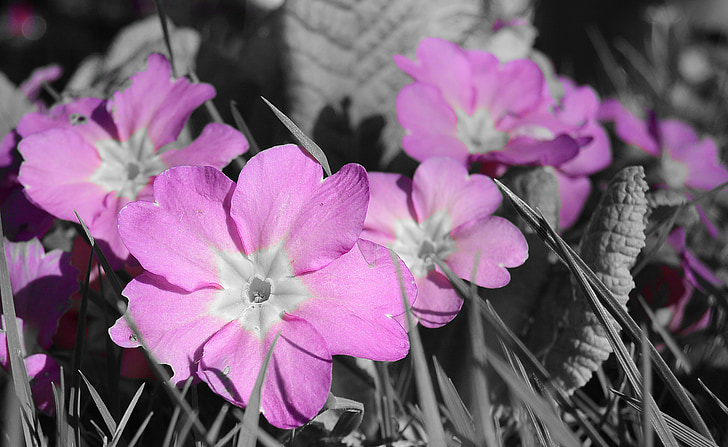 Petrklíč, fialová, květiny, Primula, Příroda, jaro, makro