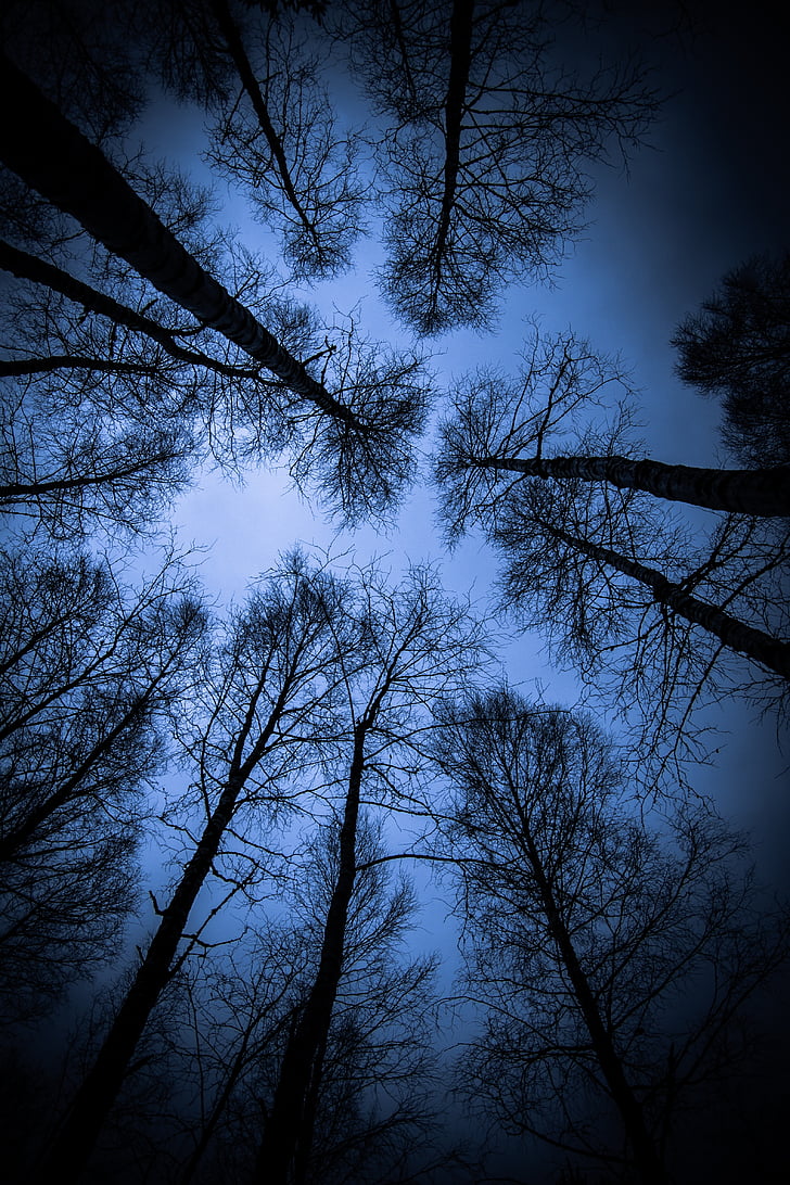 wood, from top to bottom, birch, birch trees, top, branches, darkness