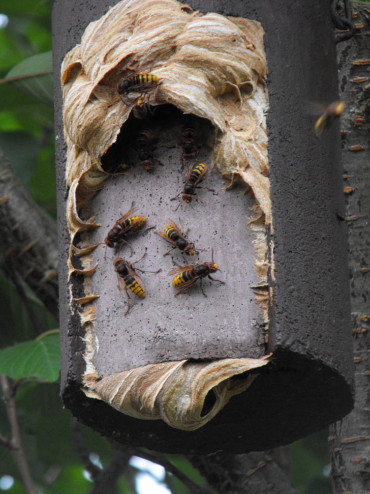 hornissennest, nesting boks, insekt