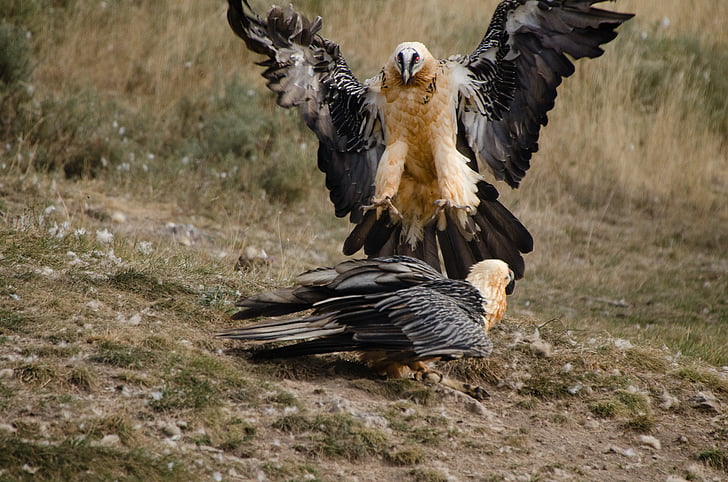 Adler, aves, ave de rapina, falcoaria, plumagem, mundo animal