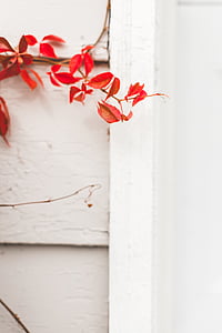 Crveni, list, biljka, u blizini, bijeli, oslikana, zid