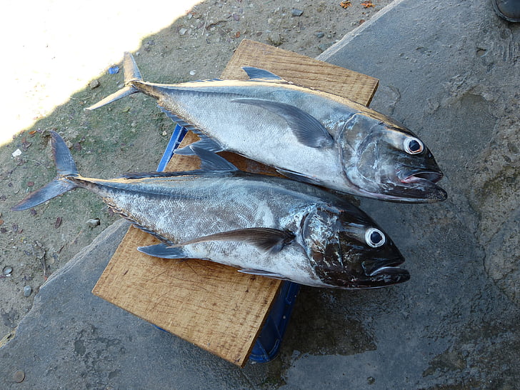 vis, Fischer, visserij, vissen vangen, Oceaan, markt, voedsel