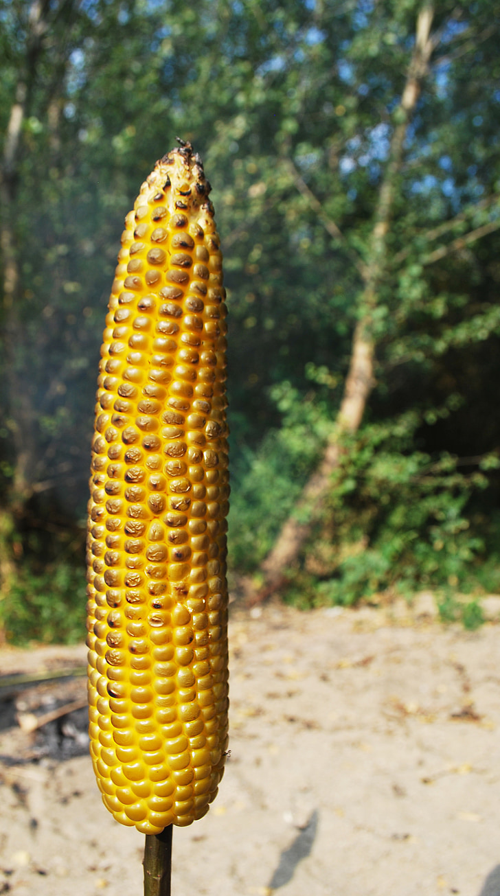 Pražená kukuřice, Příroda, Stick, jídlo, přirozené potravy, zdravé jídlo