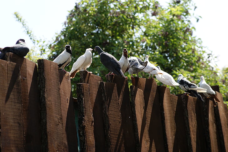 Güvercinler, dovecote, kuşlar, Ornitoloji