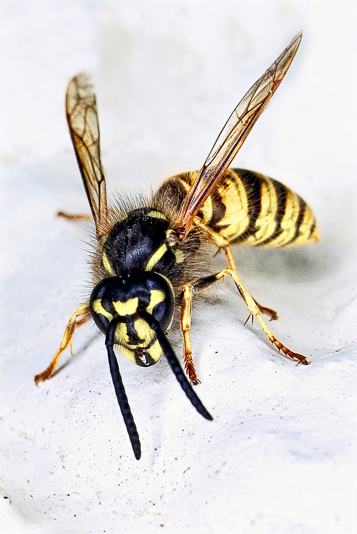 wasp, nature, insect, yellow, closeup, wildlife, bug
