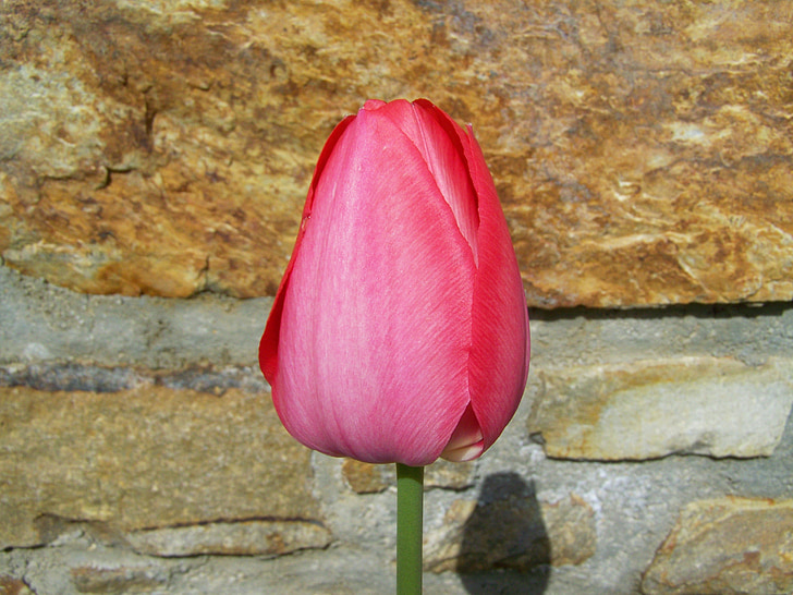 Tulipa, vermell, flors de primavera