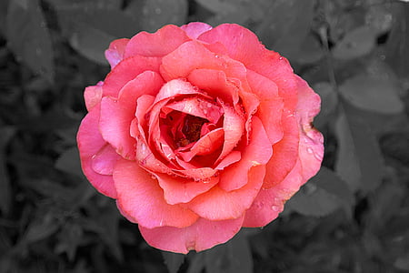 rose, close, blossom, bloom, pink, macro, flower