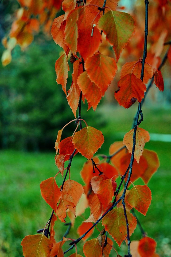 strom, Príroda, krása, jeseň, stromy, živá príroda