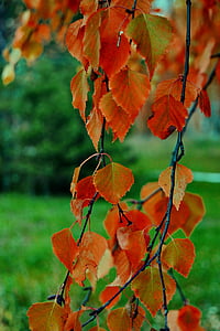 дерево, Природа, Салон красоты, Осень, деревья, живая природа