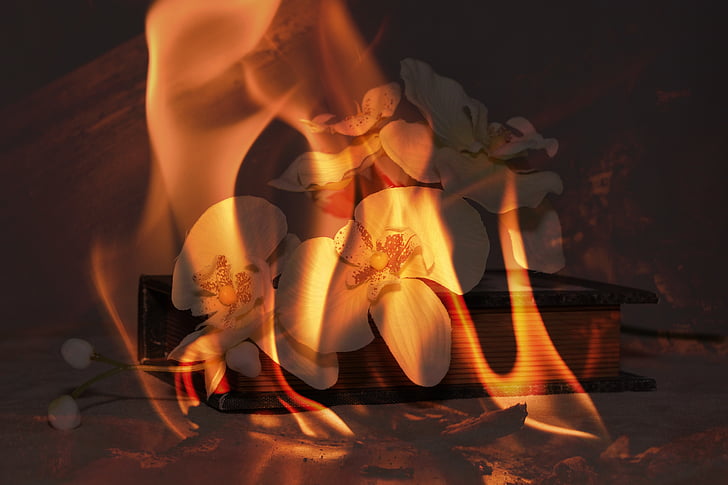 orquídea, flor, livro, fogo, flama, queima de